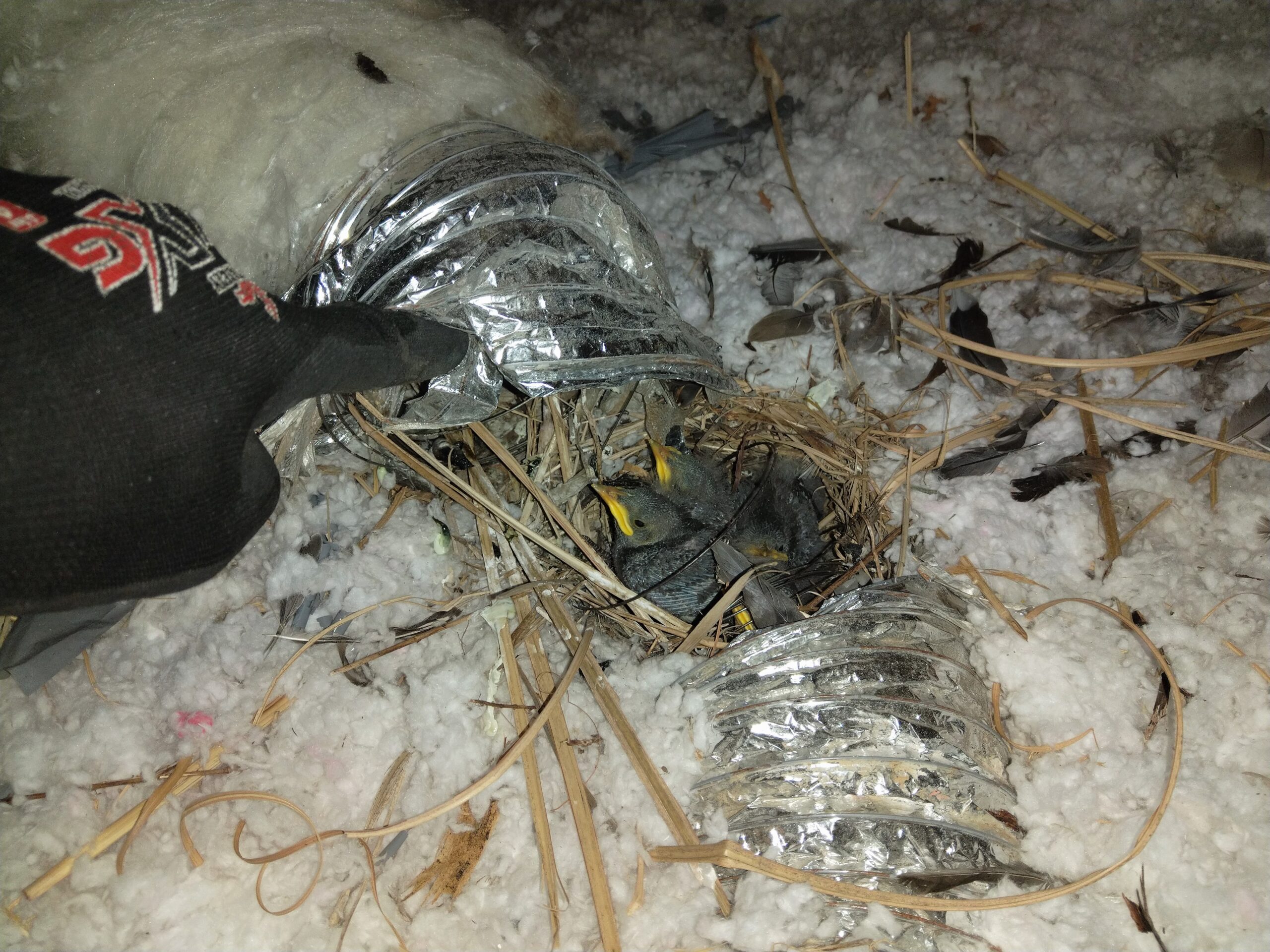 Bird Removal Victoria