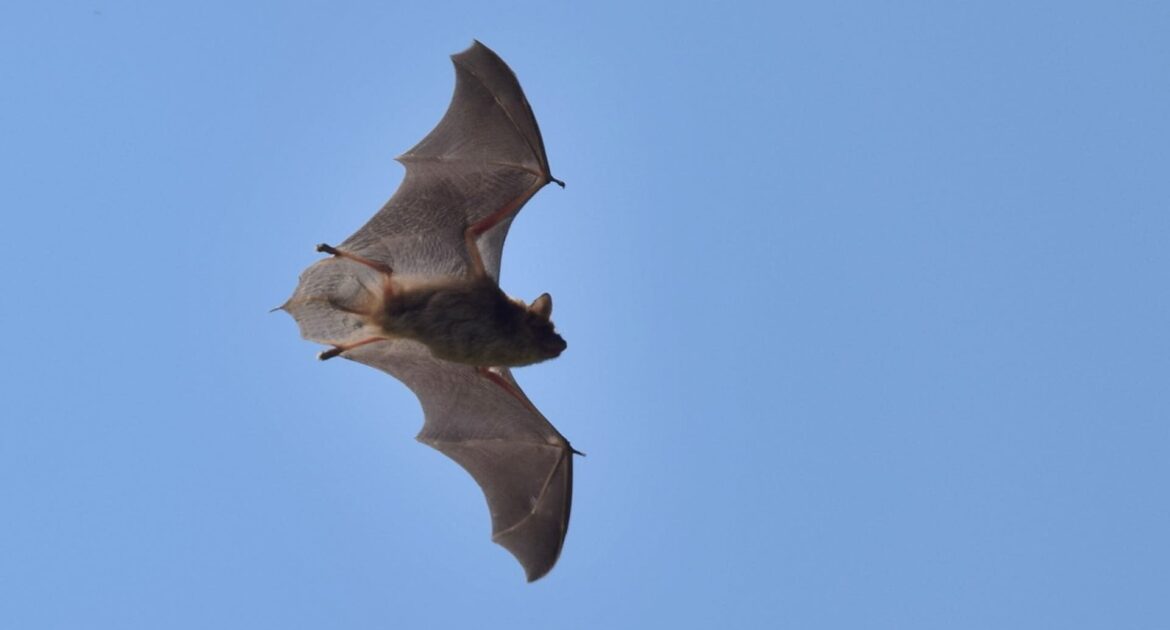 Bat Removal Ajax