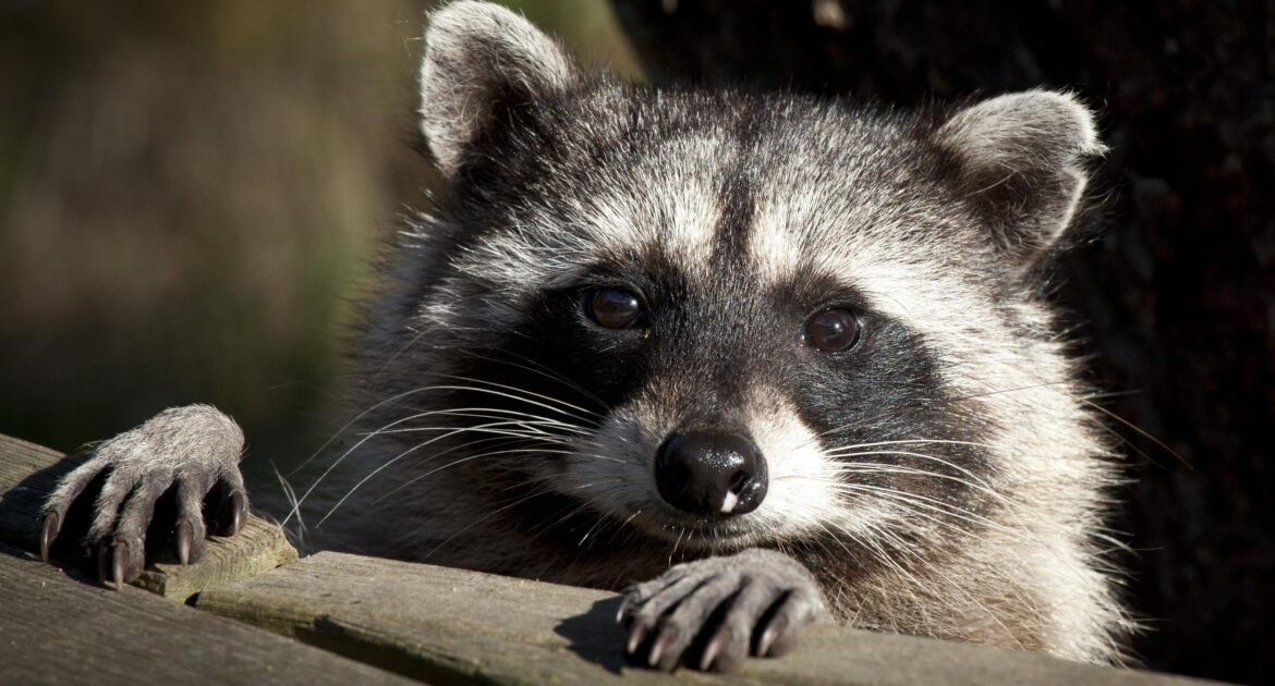 Raccoon Removal Coquitlam
