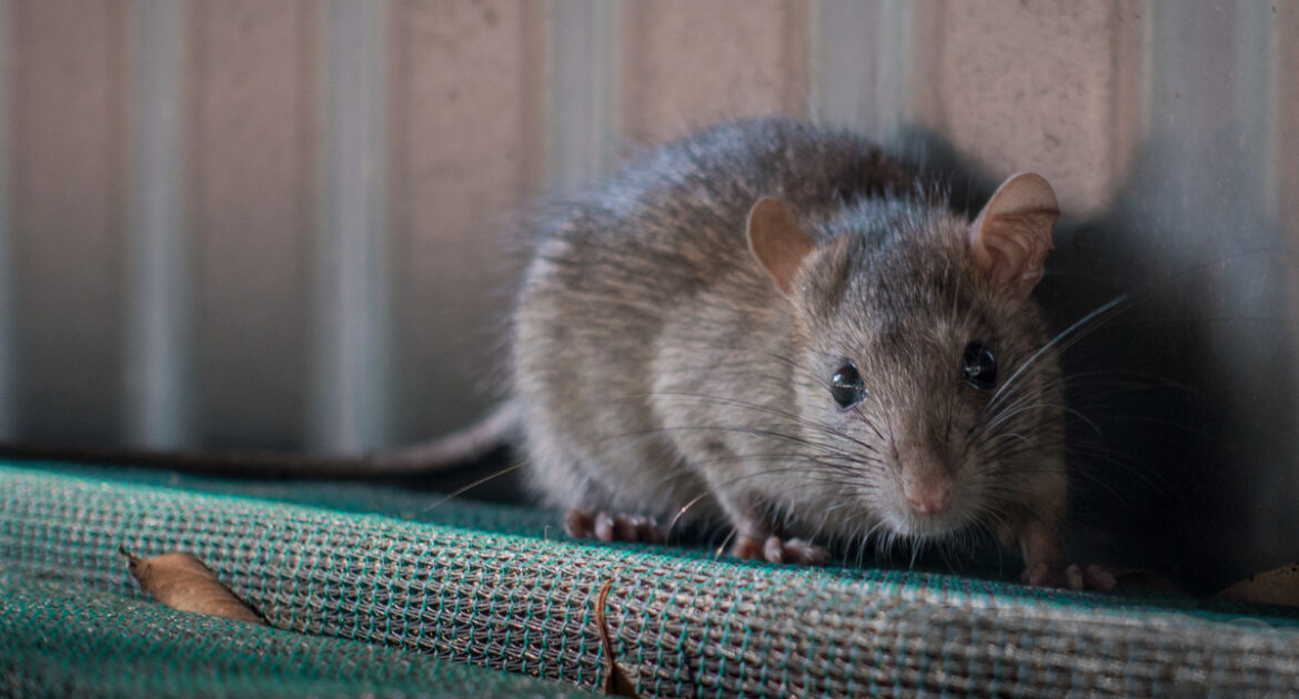 Rat Removal Markham
