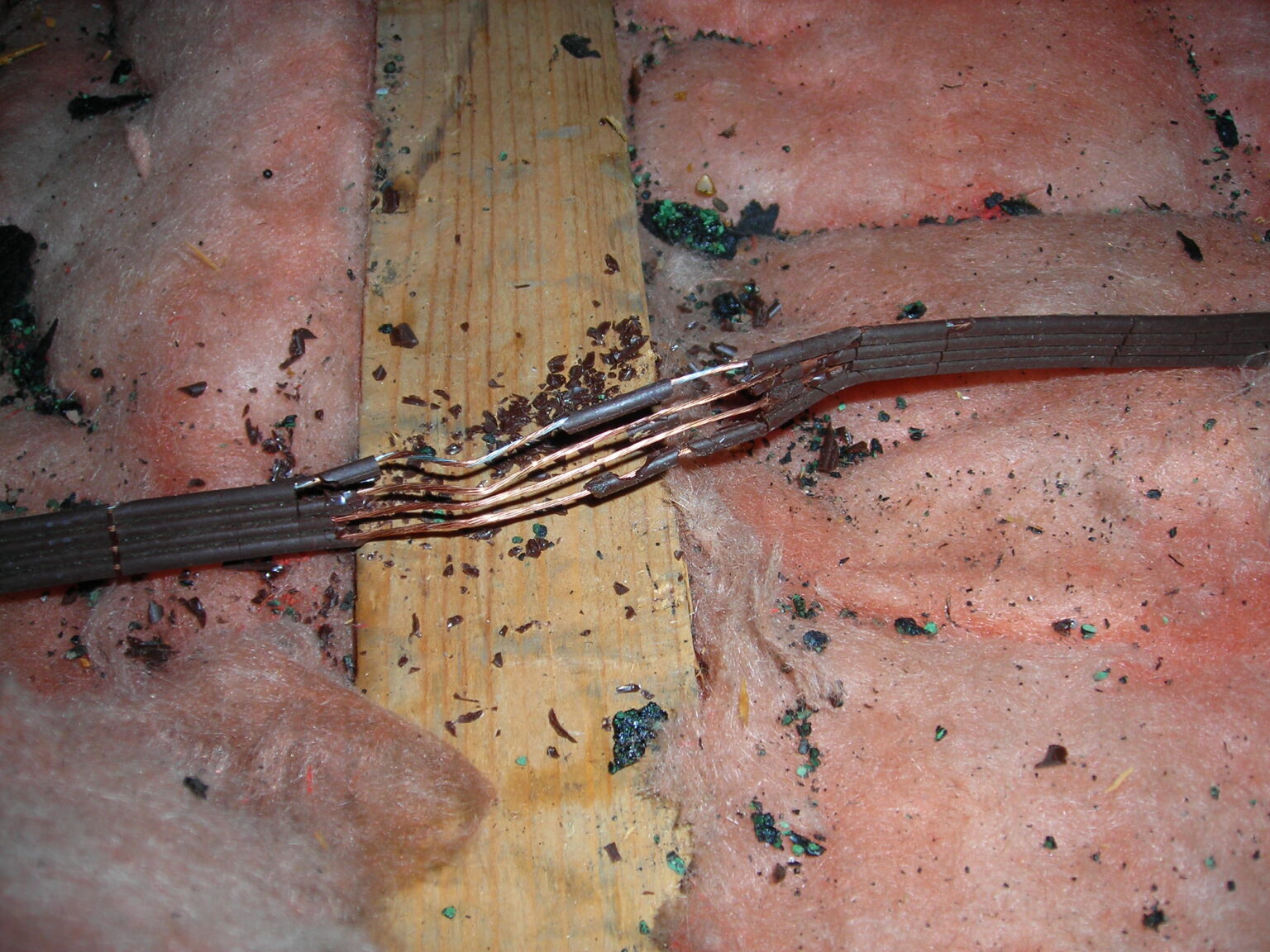 Why Do Squirrels Chew Electrical Wires?