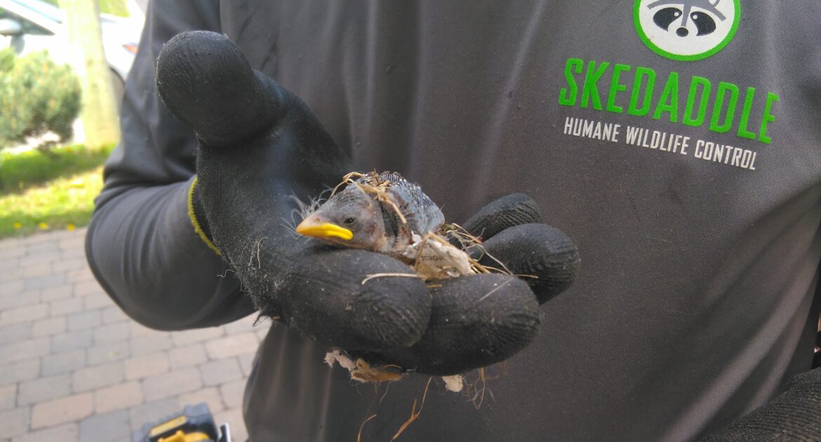 Bird Removal Montreal