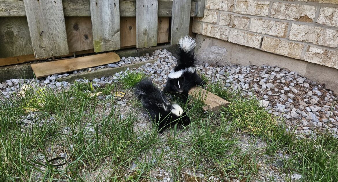 Skunk Removal Oshawa