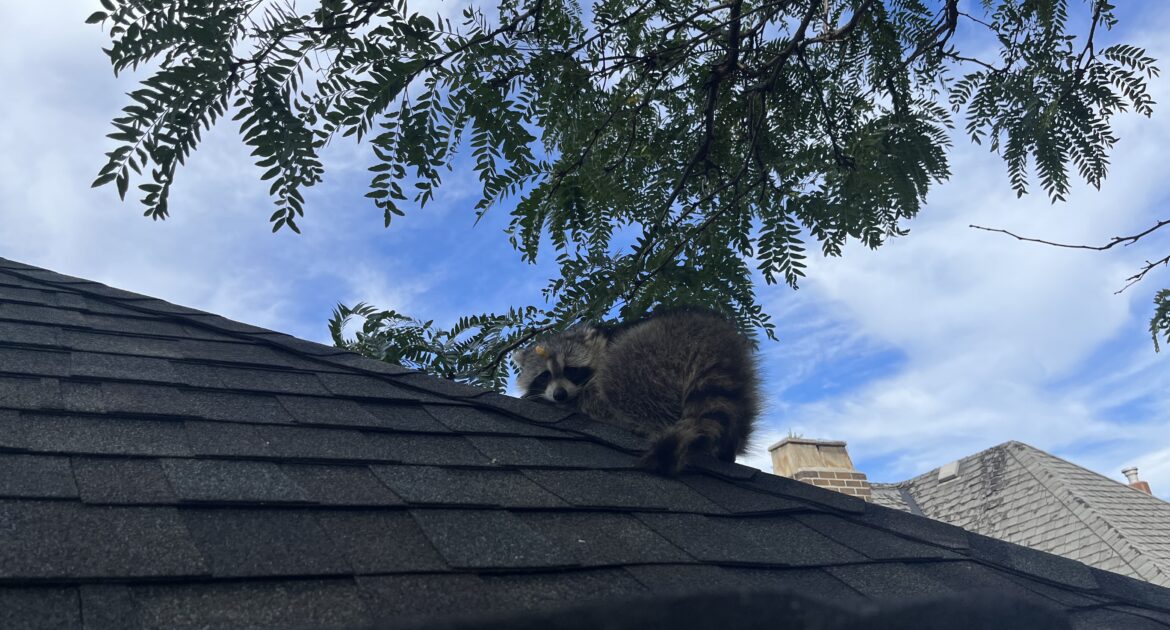 Raccoon Removal Ottawa