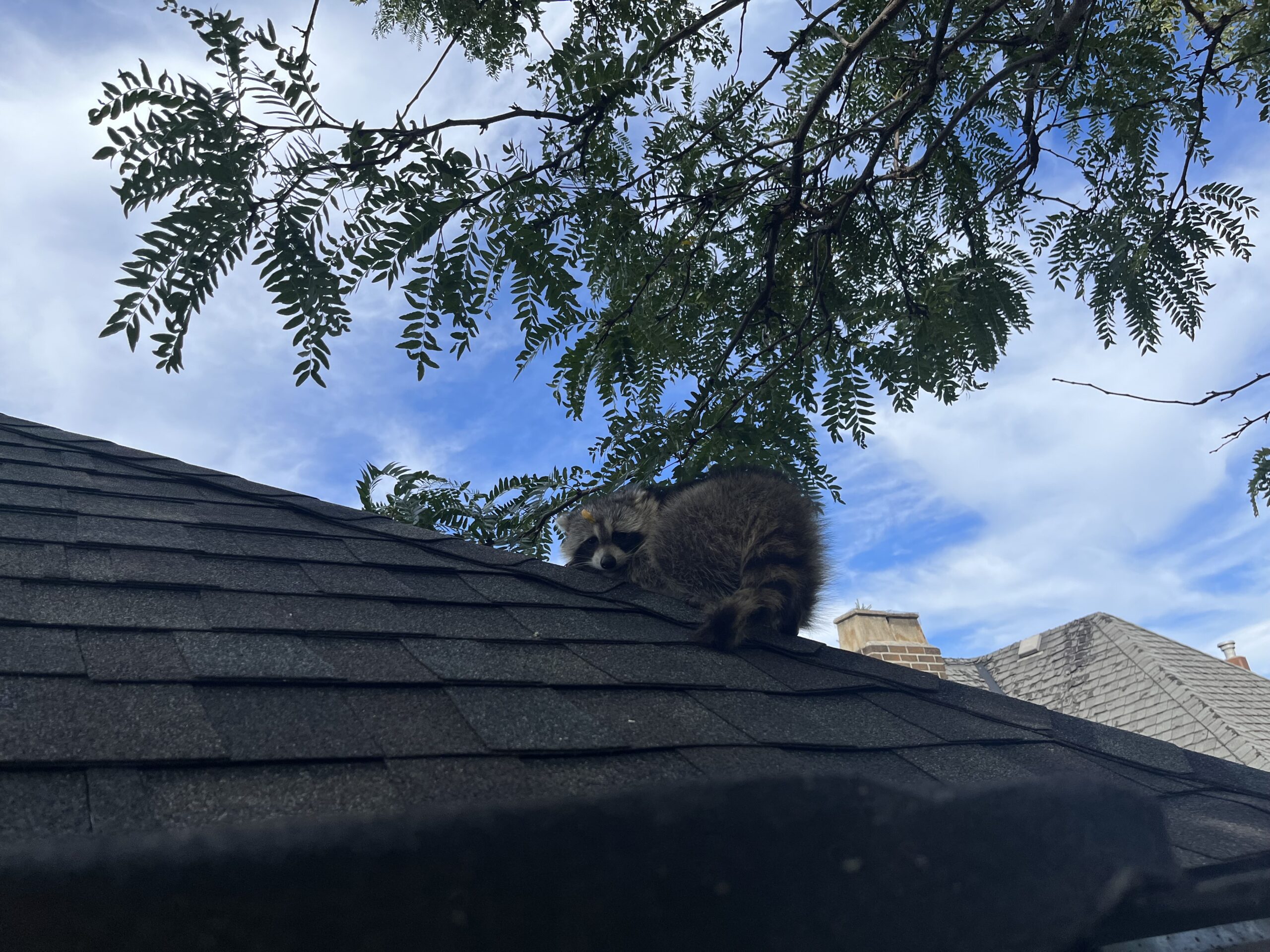 Raccoon Removal Ottawa