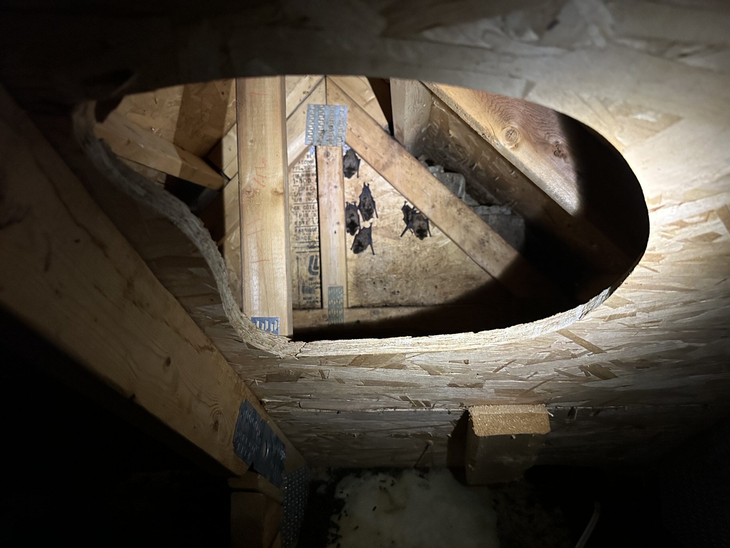 Bat Removal Ottawa