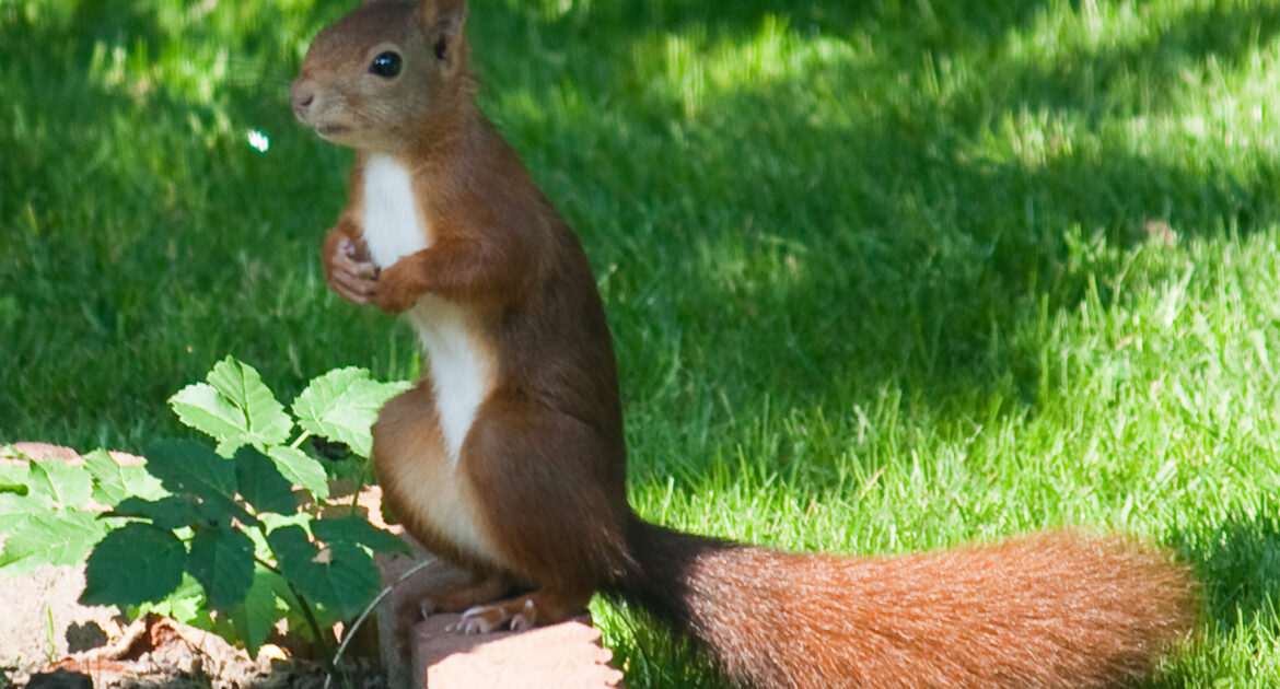 Red Squirrel Control Ottawa