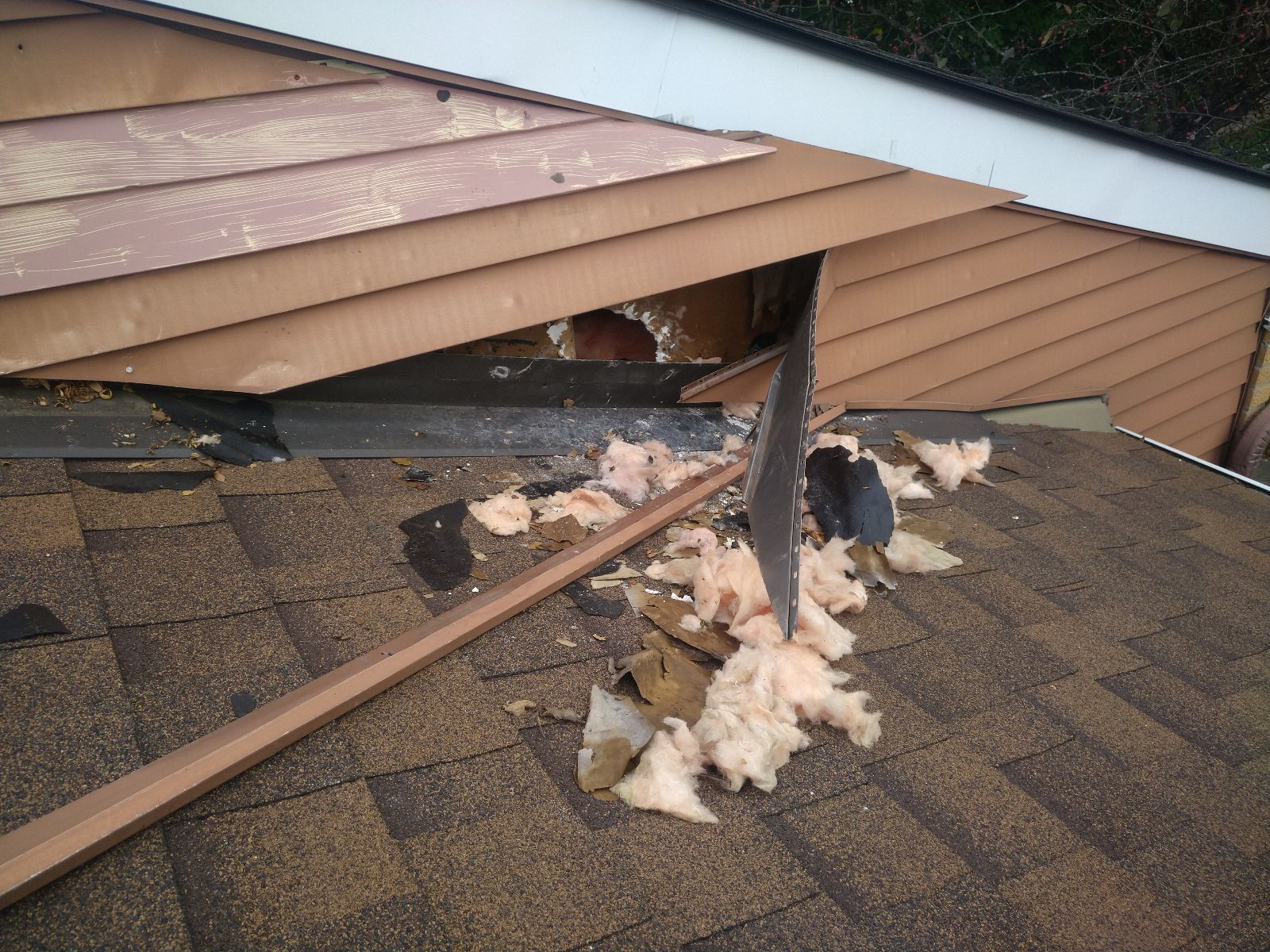 Signs There Are Raccoons in Your Anne Arundel County Home