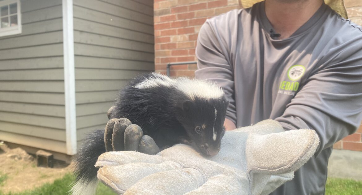 Skunk Removal Edgewater