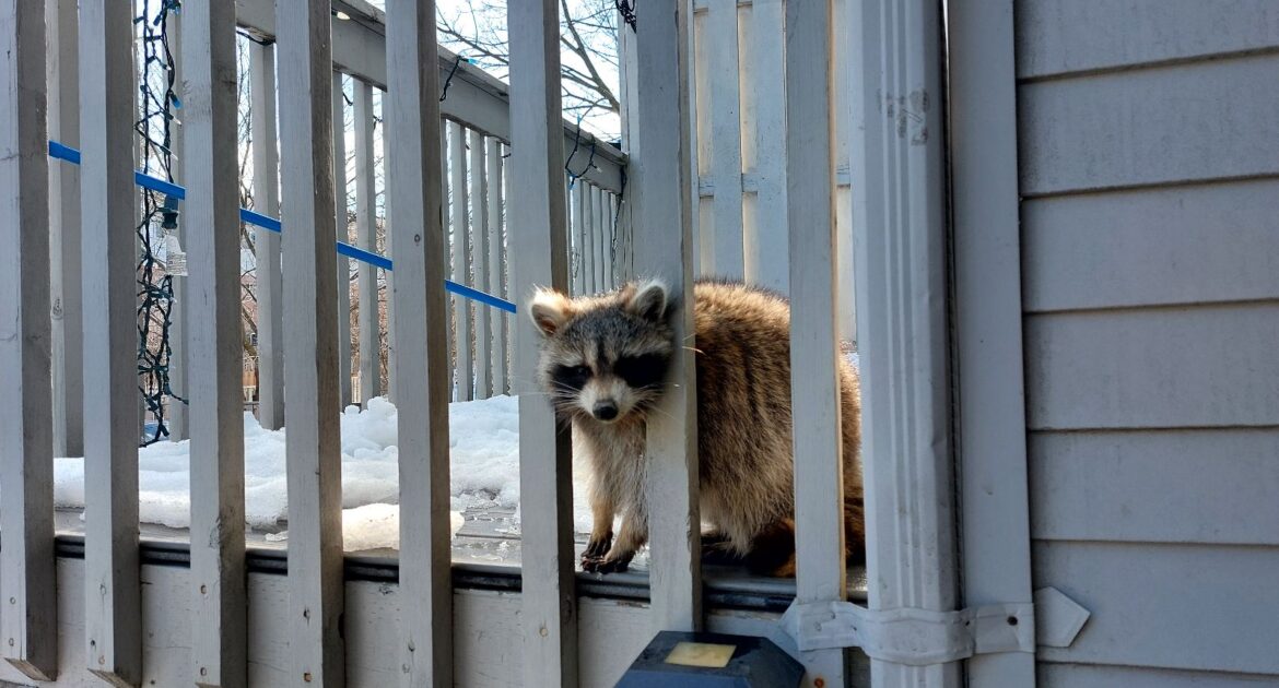 Raccoon Removal Victoria