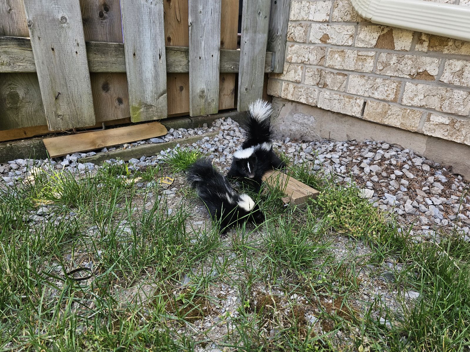Skunk Removal Barrie