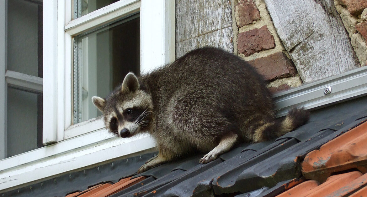 Raccoon Removal Coquitlam