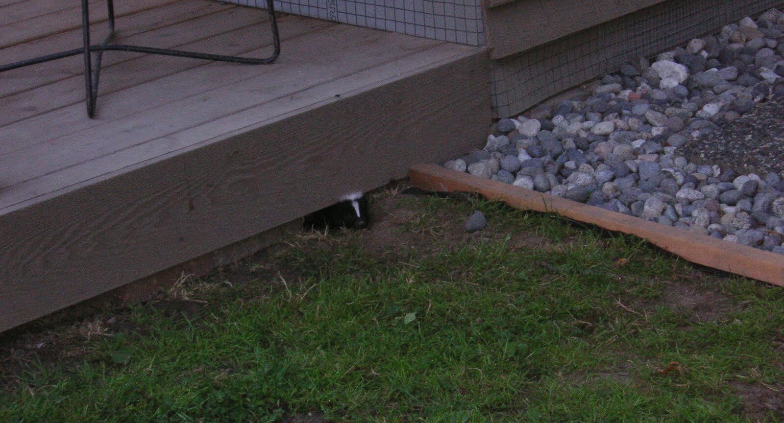 Skunk Removal Madison