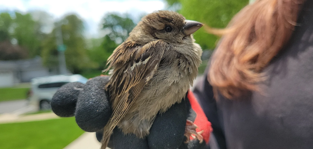 Bird Mite Removal Milwaukee