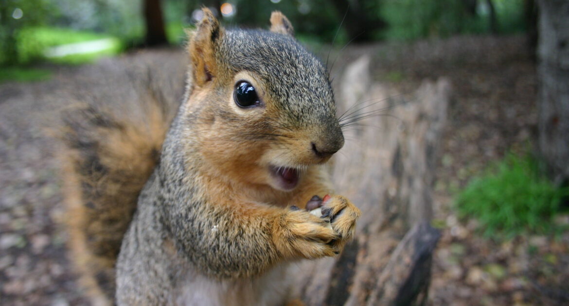 Squirrel Removal Milwaukee