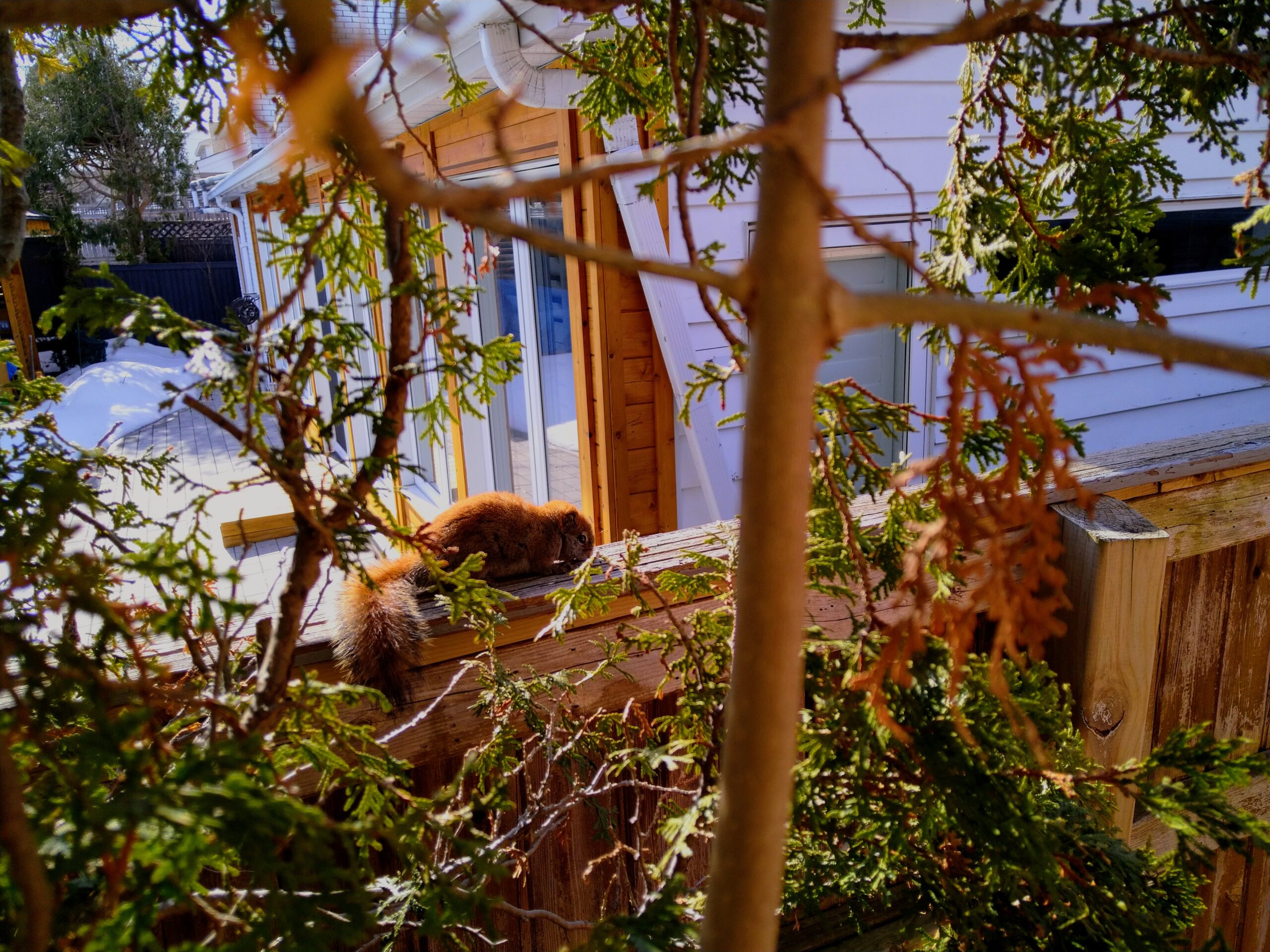 Squirrel Removal Pickering