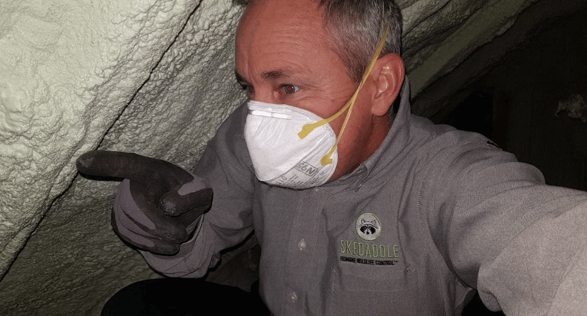 Mice Removal Oshawa