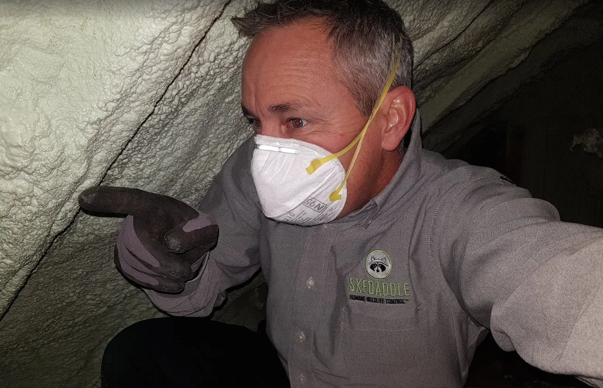 Mice Removal Oshawa