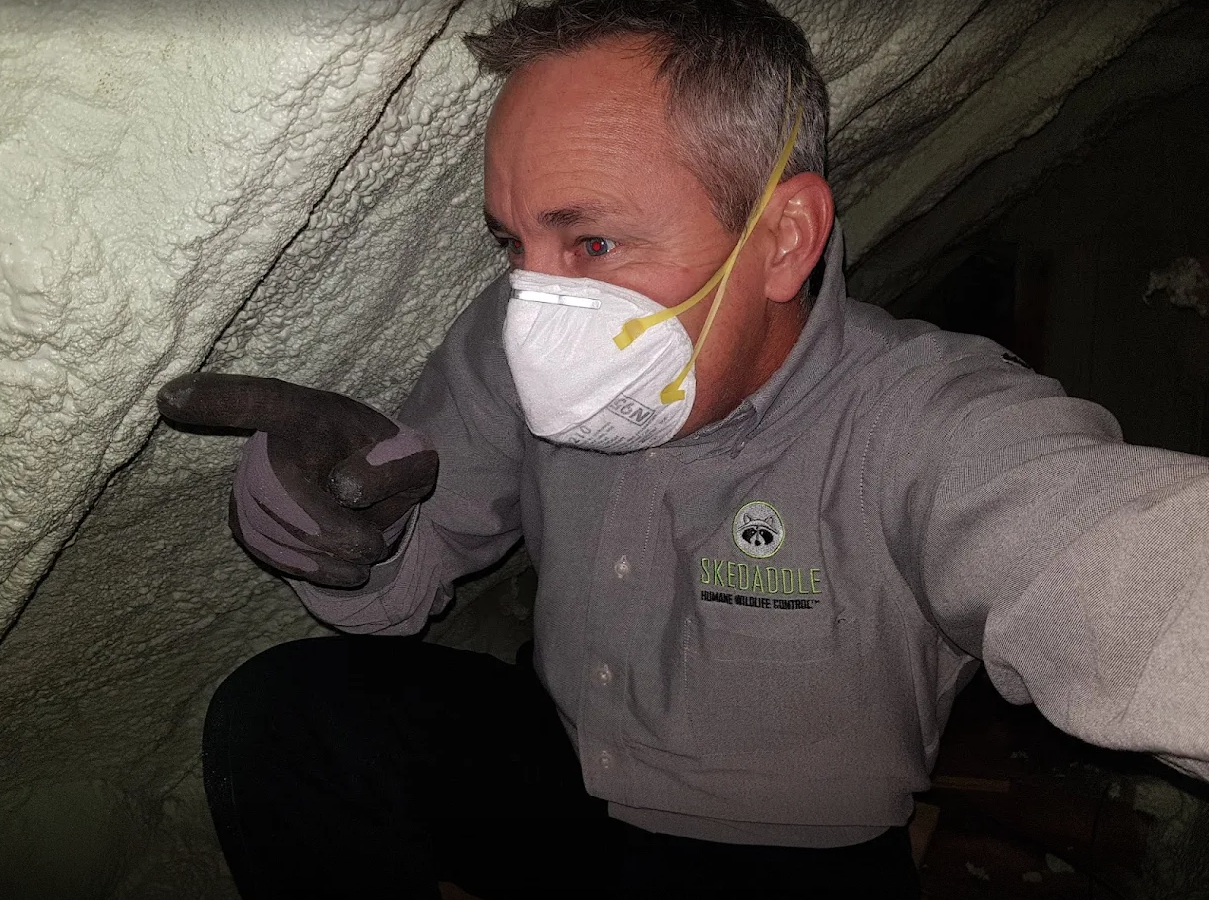 Mice Removal Oshawa