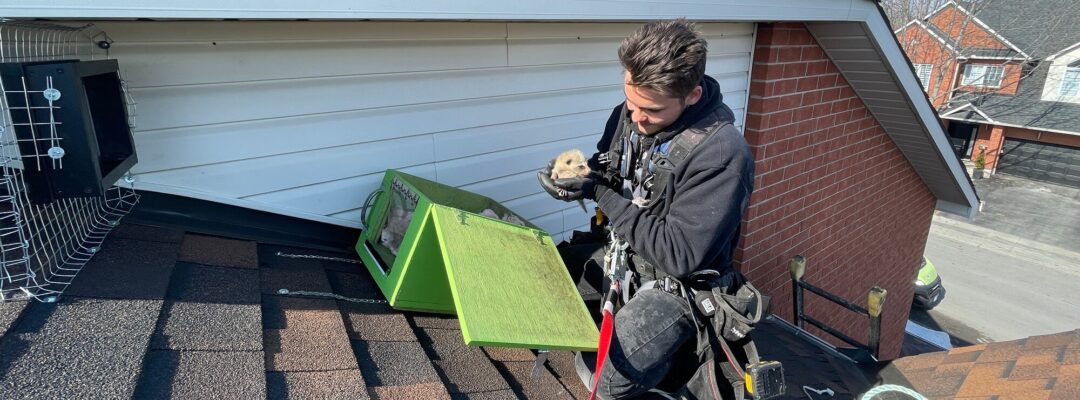 wildlife technician places baby raccon inside reunion box on roof Ottawa (1)