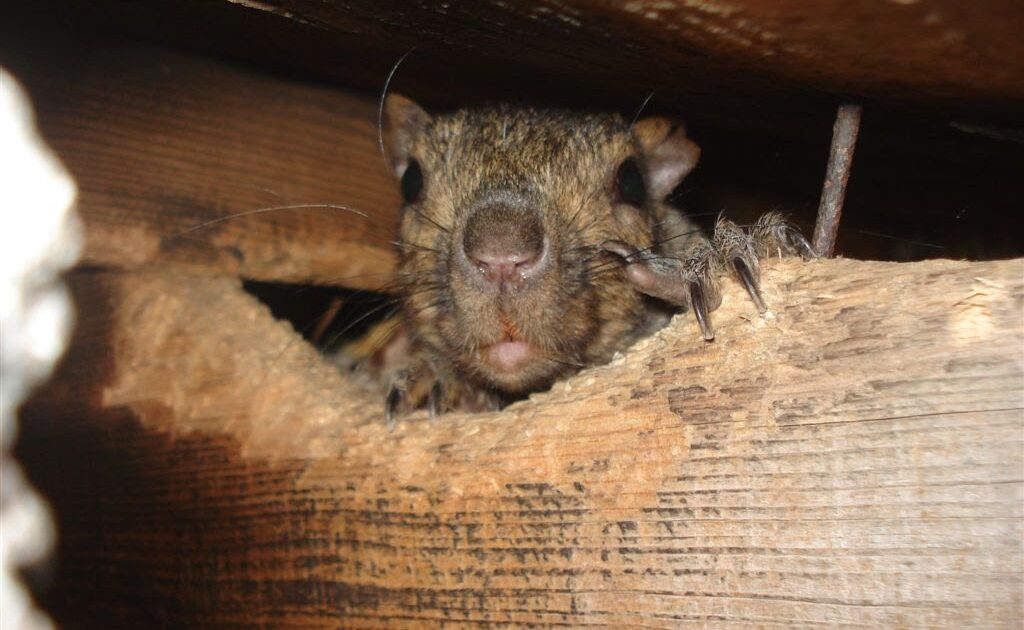 Squirrel Removal Coquitlam