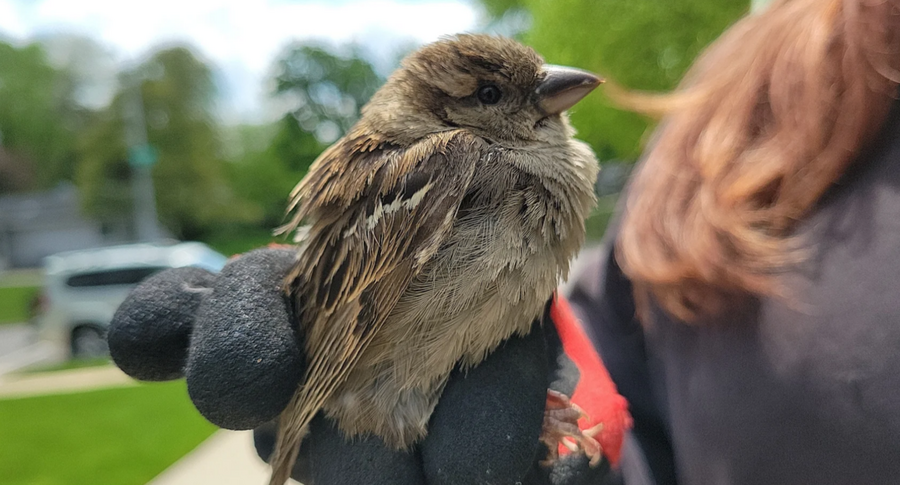 Bird Removal Richmond Hill