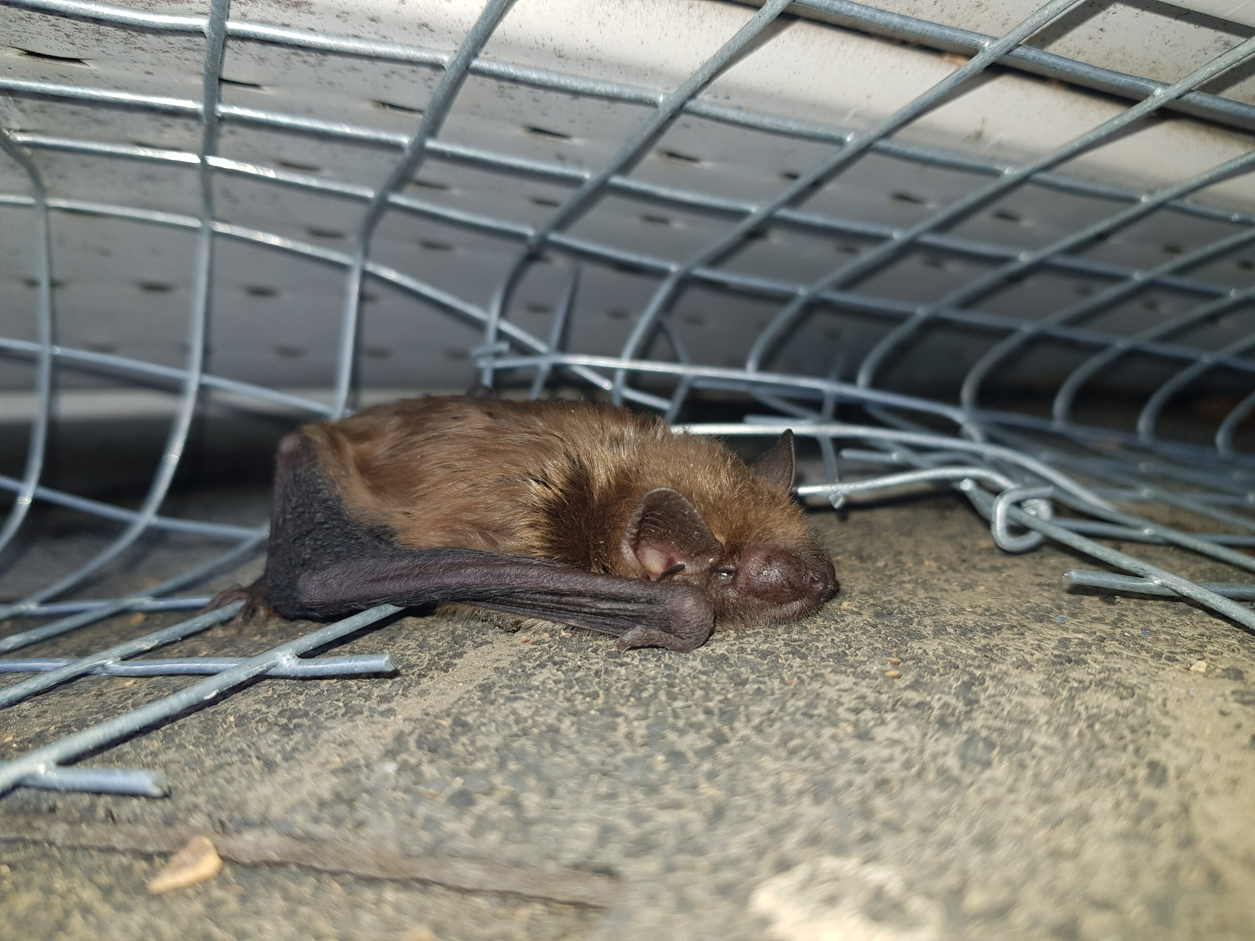 Bat Removal Huntingtown