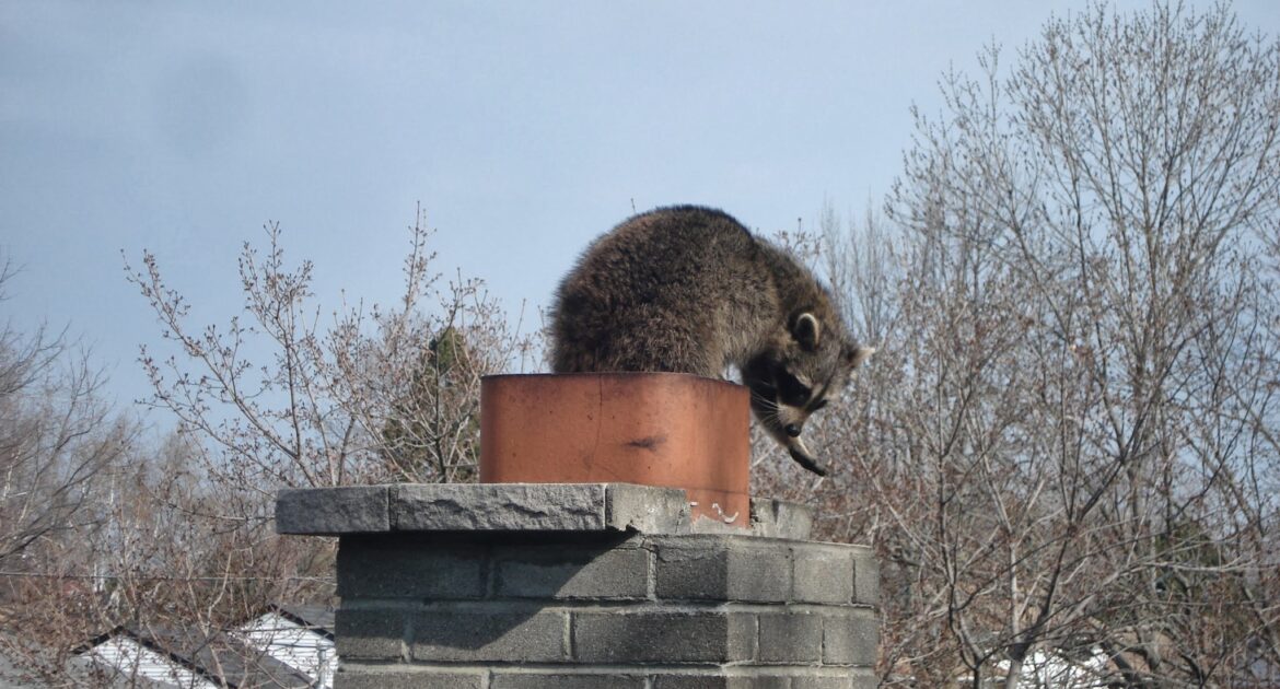 Raccoon Removal Madison