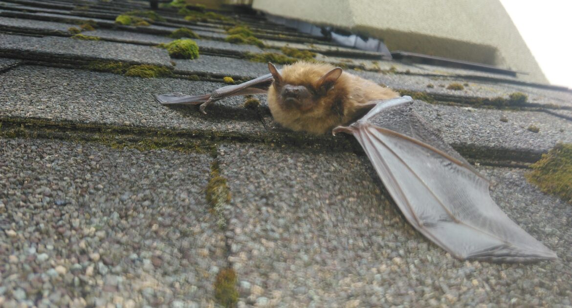 Bat Removal Madison