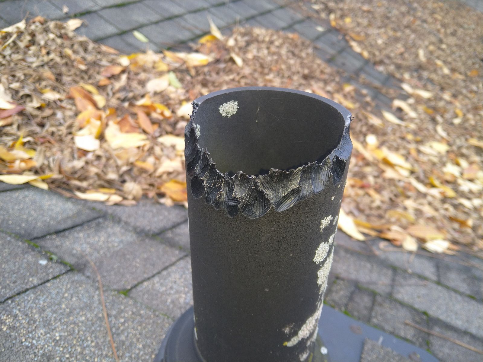 5 Surprising Facts About Squirrels in Minneapolis