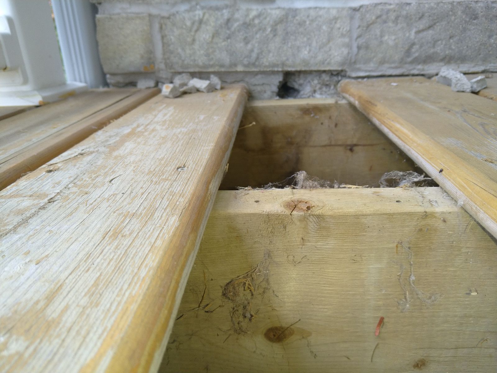 Mice Removal Ottawa