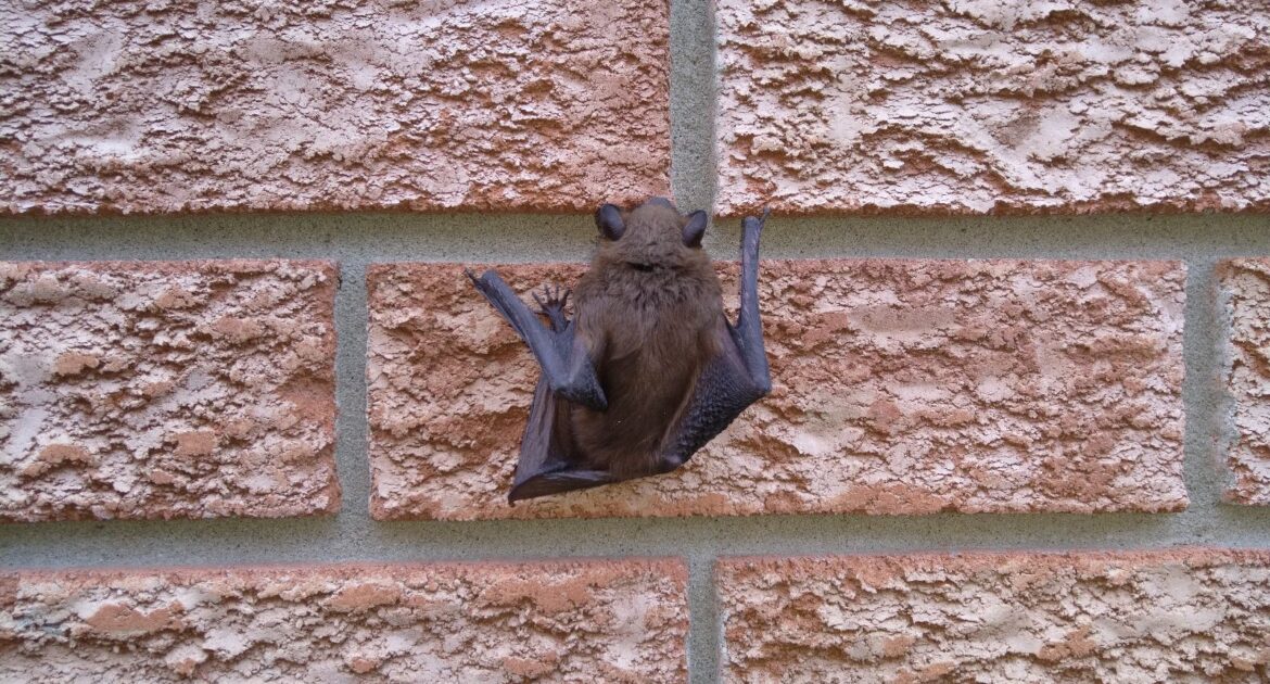 Bat Removal Oshawa