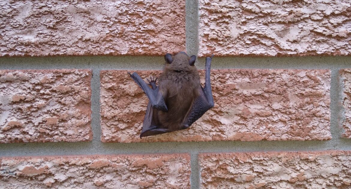 Bat Removal Oshawa
