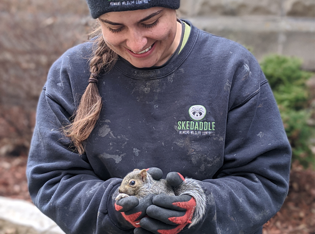 Skedaddle Wildlife Technician Rescues Baby Squirrel (5) (2) (1) (1)