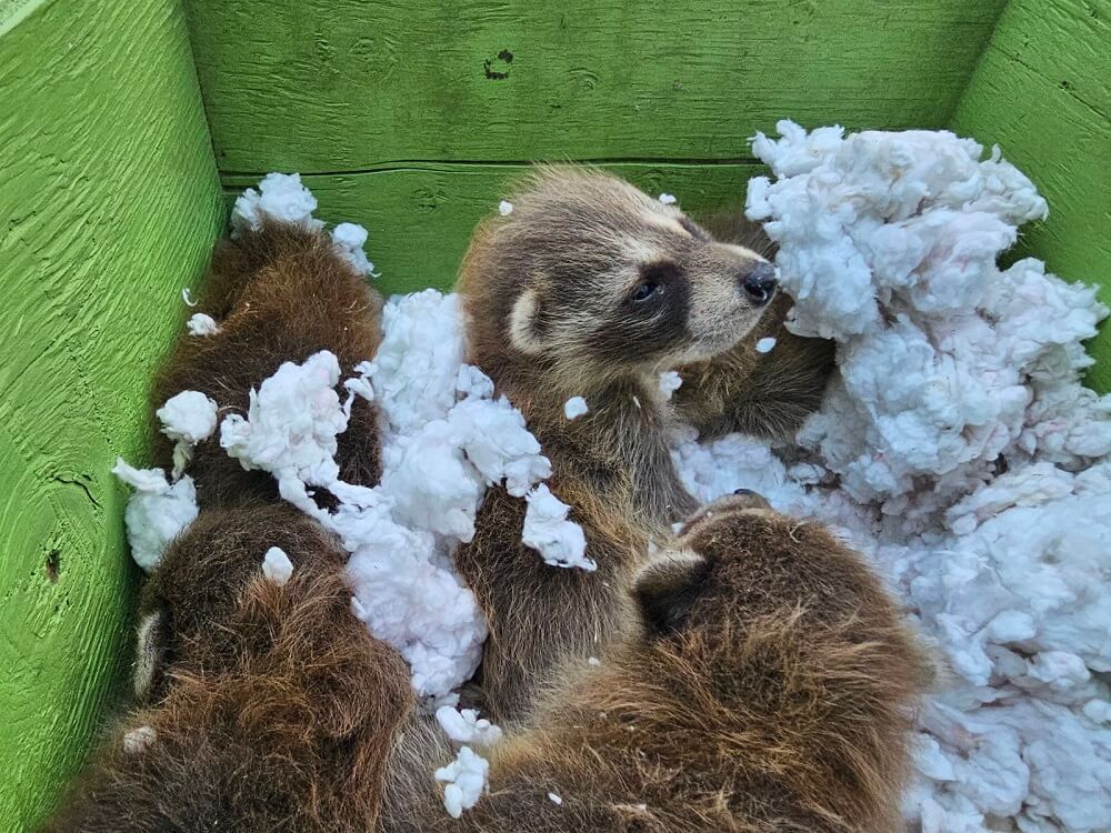 baby raccoon insulation box