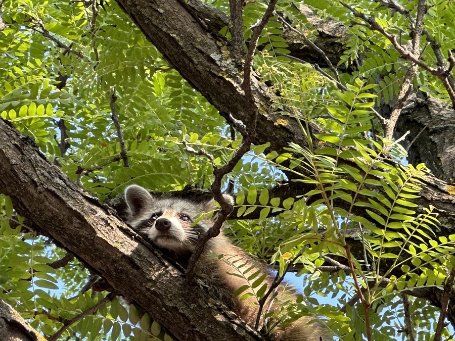 raccoon resting in tree raccoons Ottawa Ontario skedaddle humane wildlife control August 2023