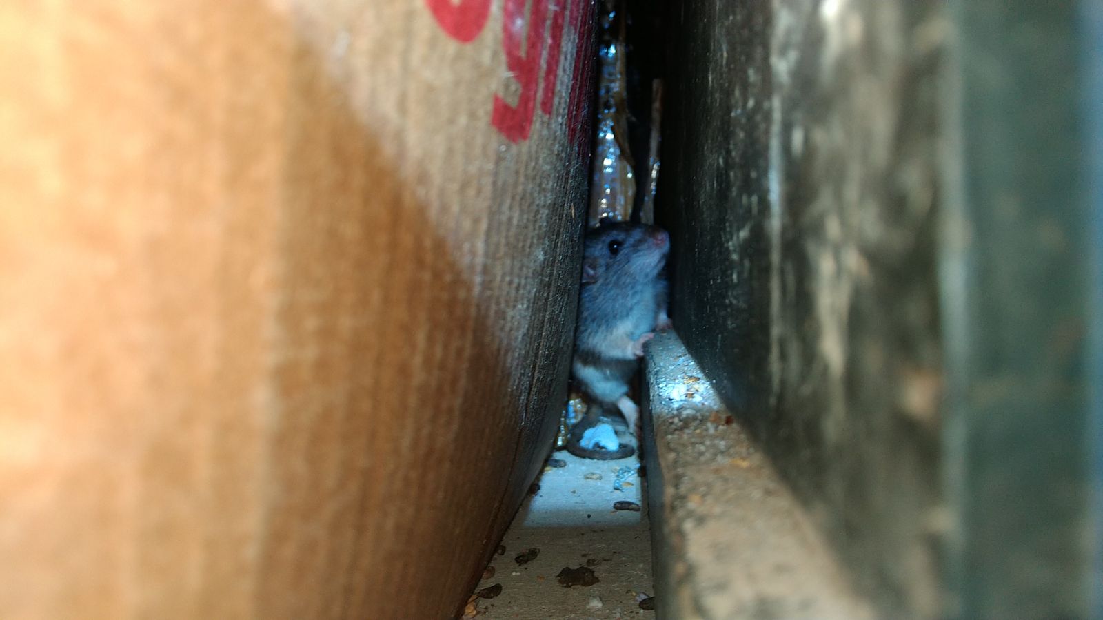 rat hiding between wall and box inside home