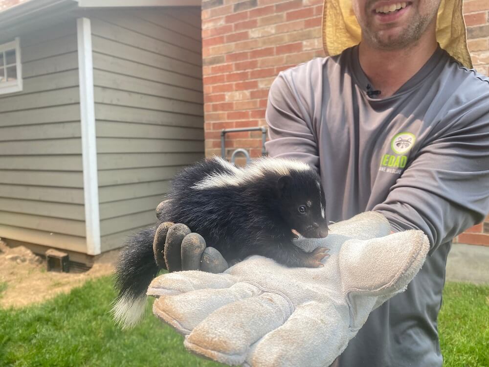 holding baby skunk