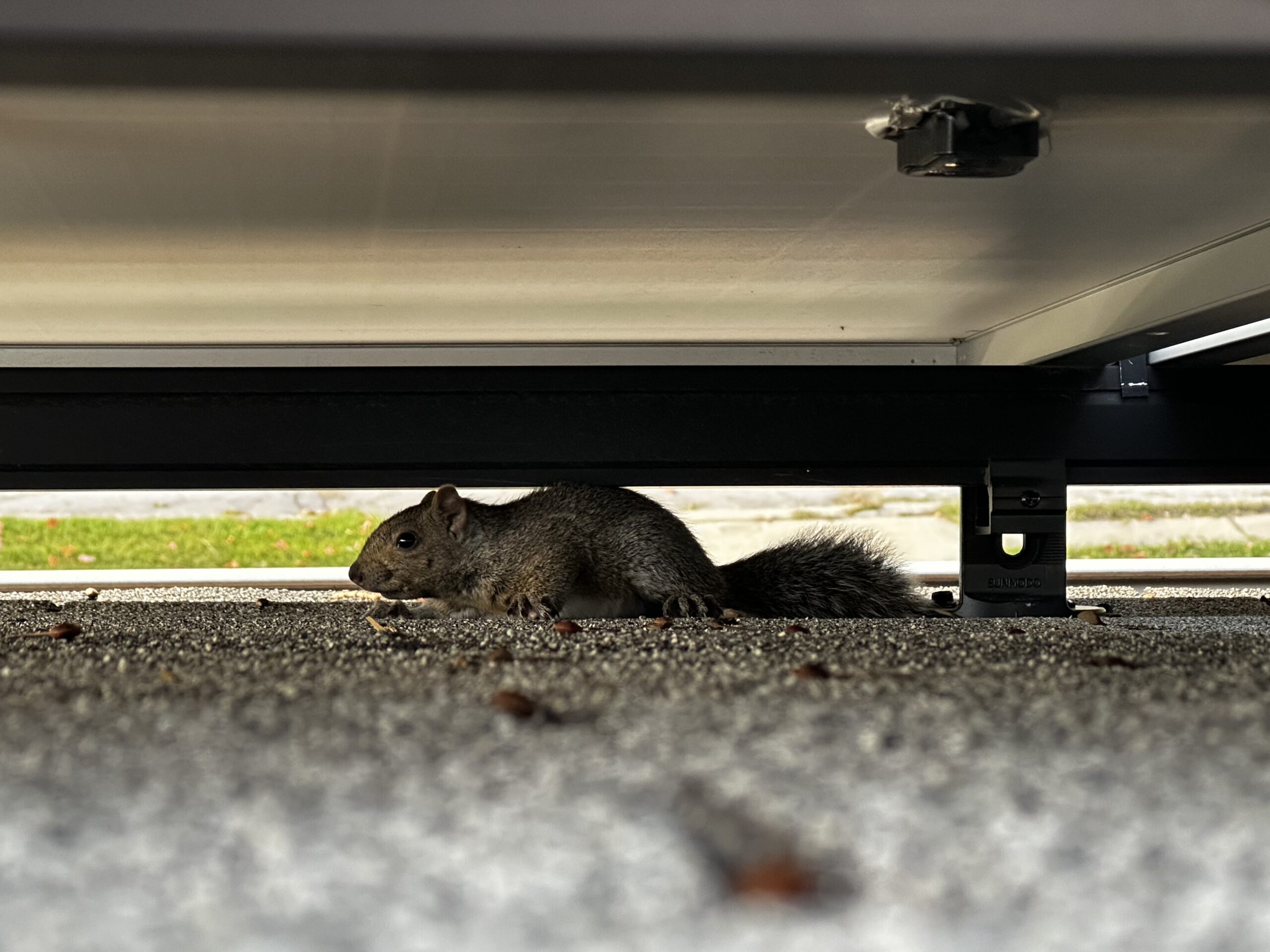 squirrel under solar panel Madison Milwaukee Wisconsin skedaddle humane wildlife control October 2023