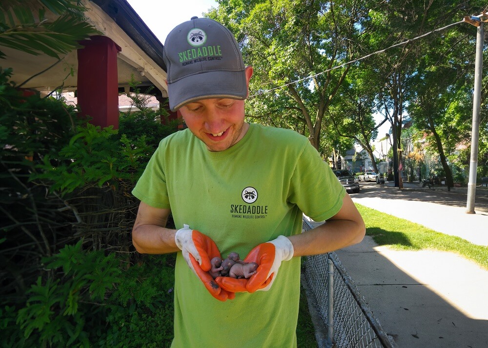 technician holding baby squirrels