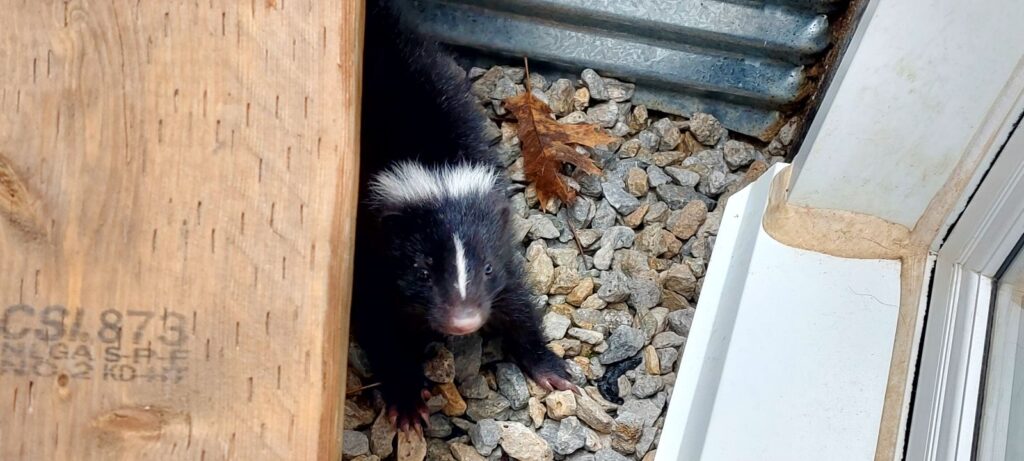 Skunk Removal Barrie