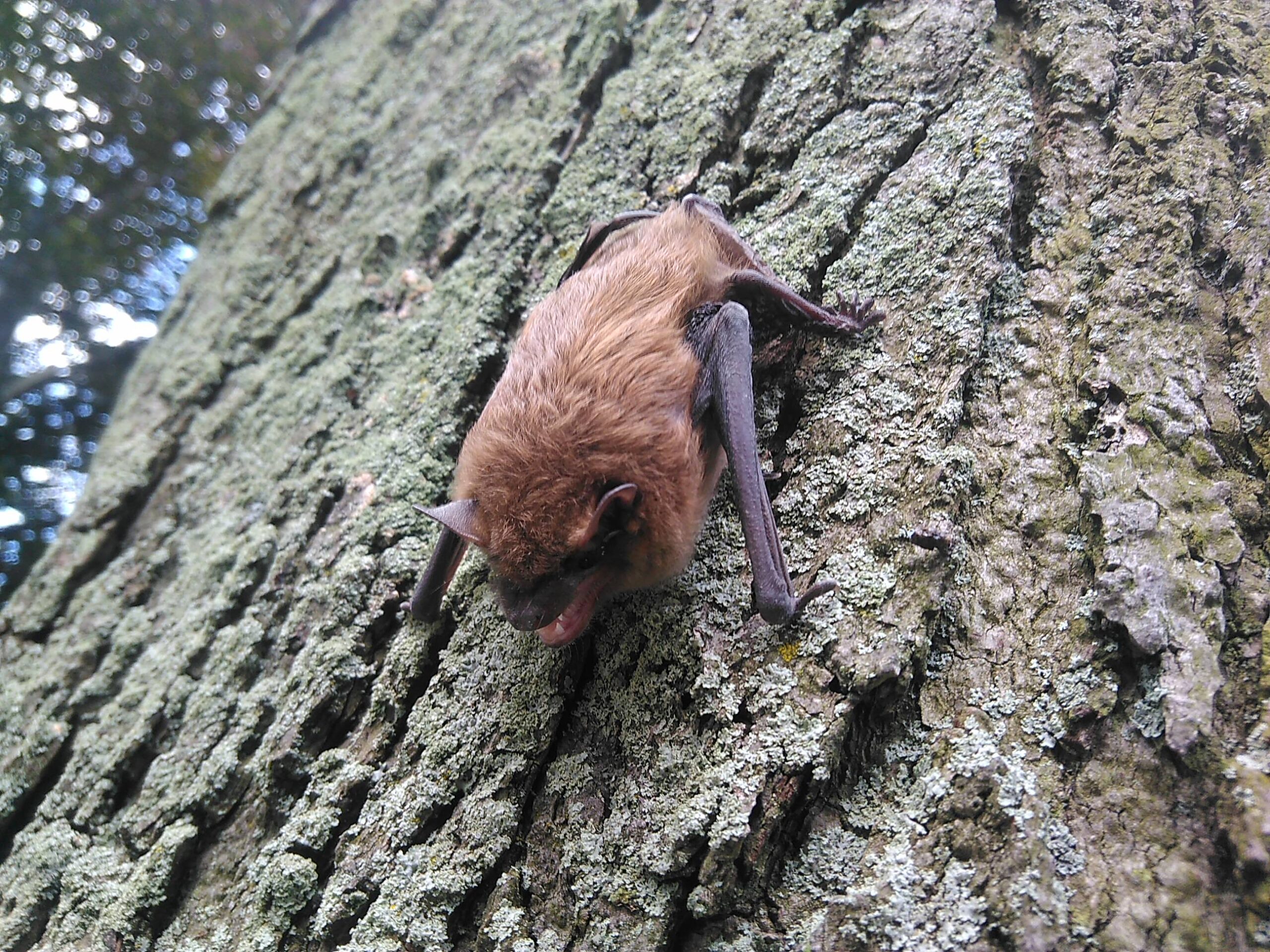 Bat Removal Hamilton
