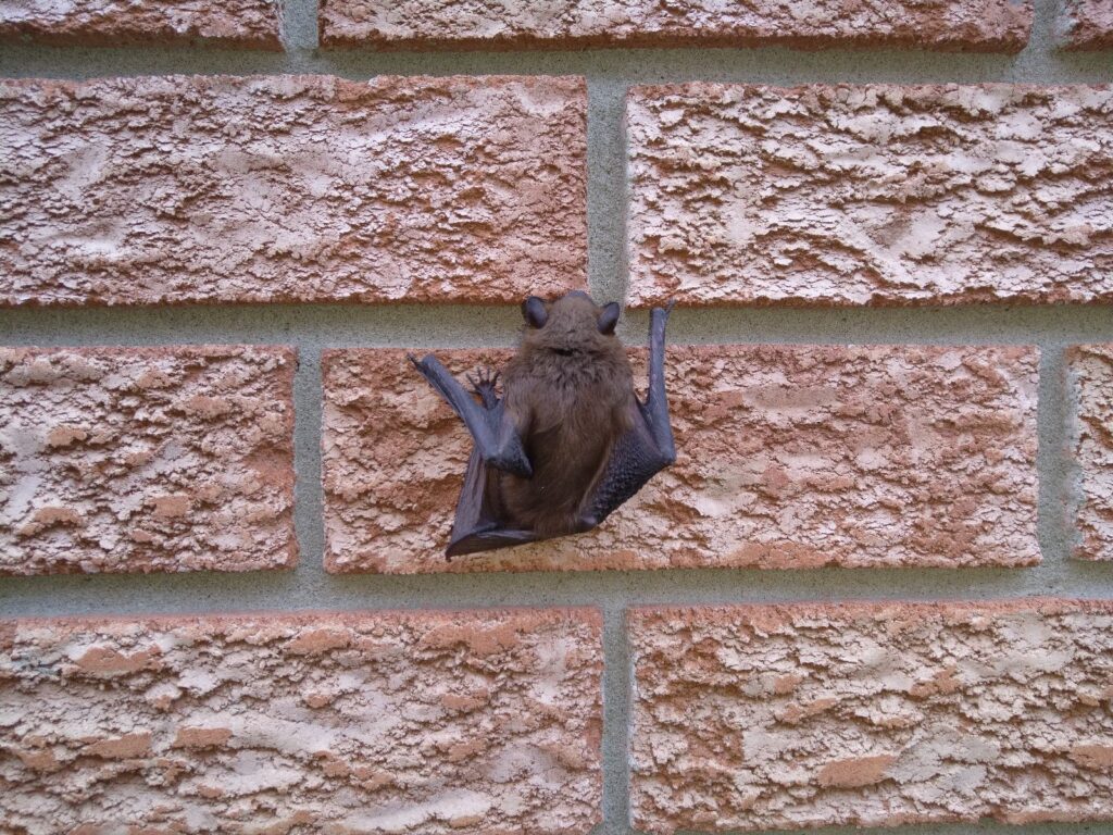 Bat Removal Blaine