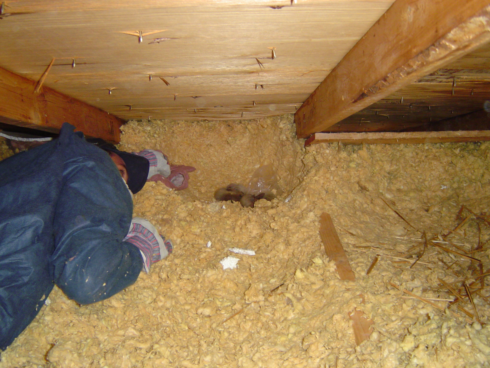 Raccoon Removal Coon Rapids