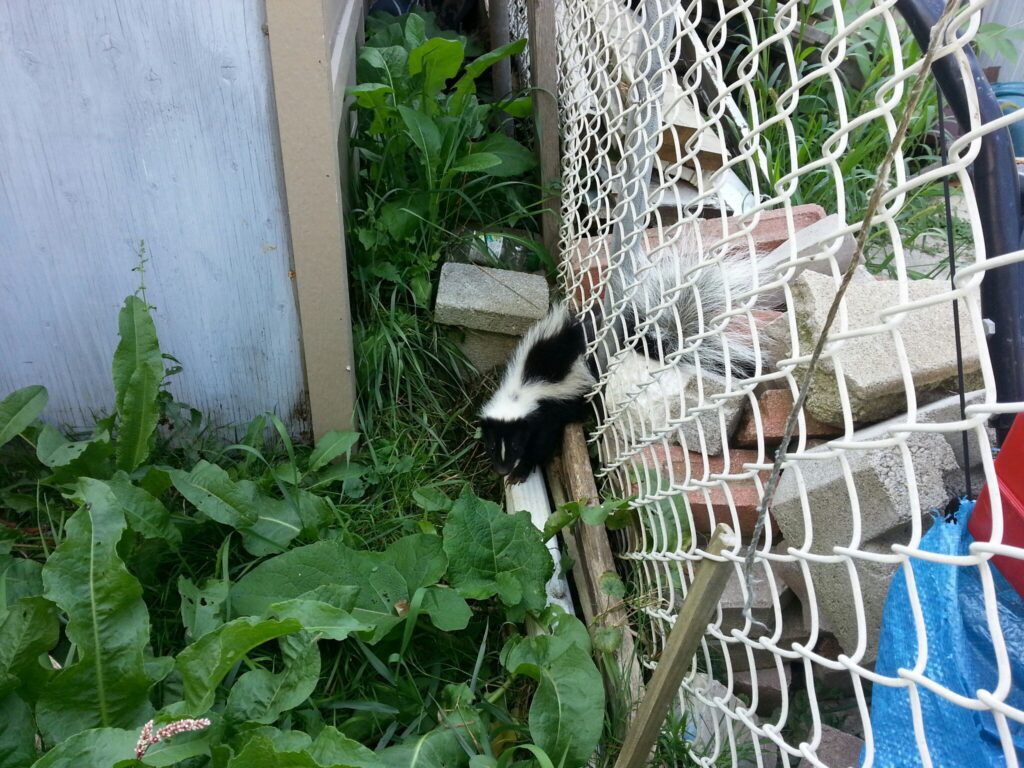 Skunk Removal Durham