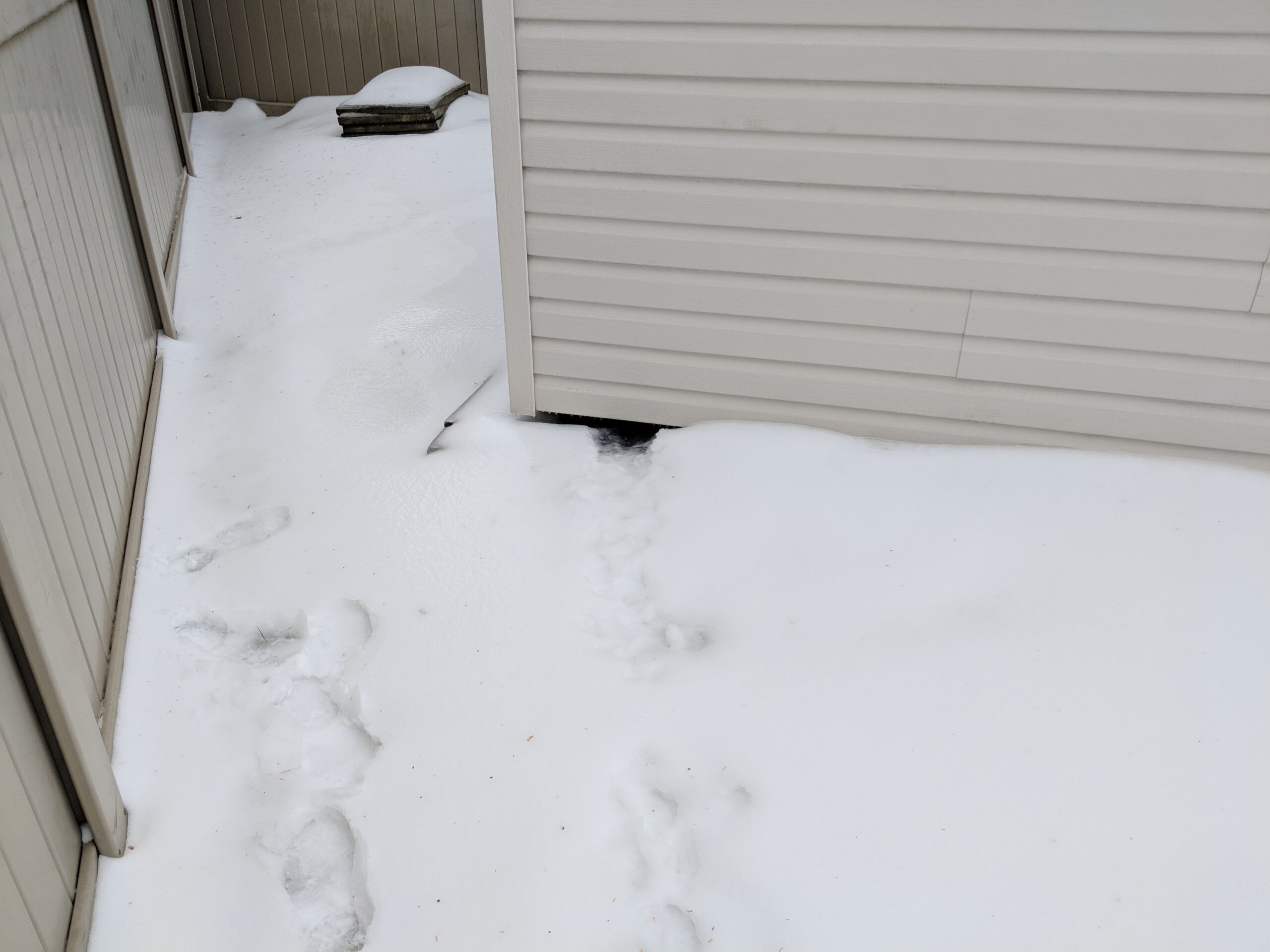 Skunk Removal Durham