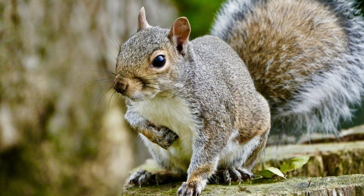 Squirrel Removal Madison