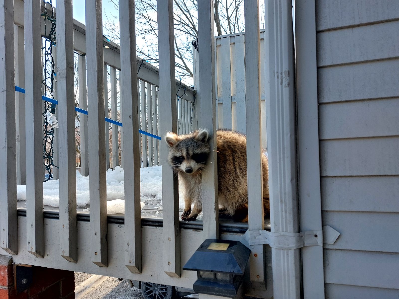 Raccoon Removal Minneapolis