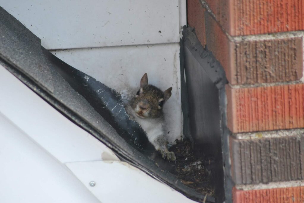 Squirrel Removal Oak Grove