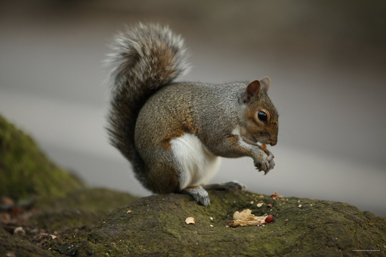 Squirrel Removal Oak Grove